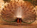 Peacock._He_is_beautiful_even_from_behind.jpg