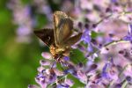 Butterfly._I_never_much_attention_until_I_got_my_180mm_macro.jpg