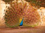 Peacock._He_even_went_to_the_frame_of_leaves_for_me.jpg