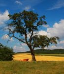 Typical_landscape_for_where_I_live_now._Cow_and_tree..jpg