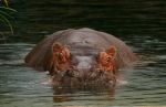 Hippo.jpg