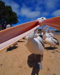 Pelican-a_hard_fight_for_my_lens.jpg